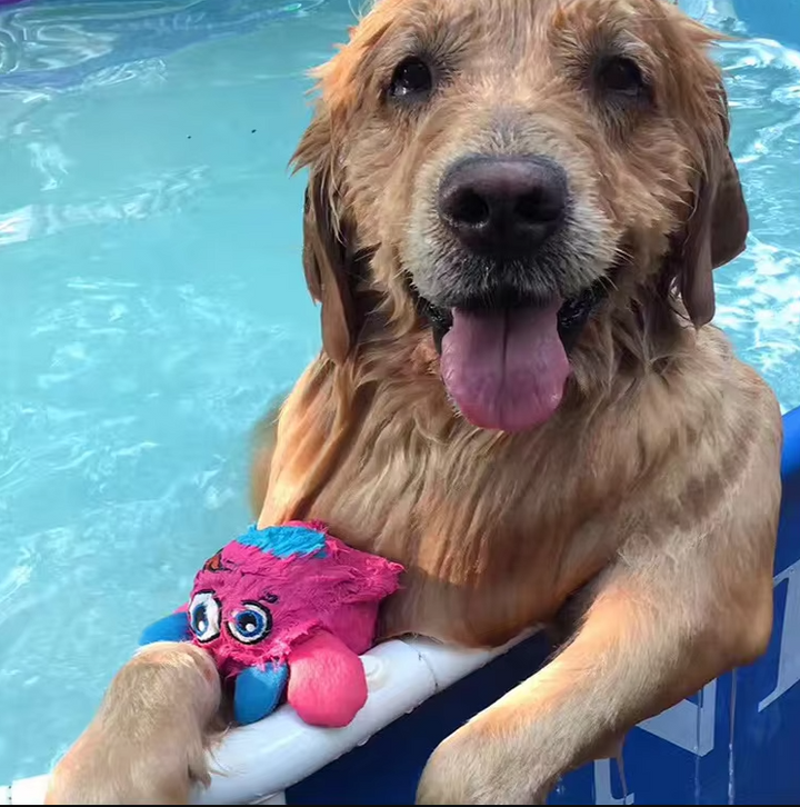 Interactive plush monster ball dog toy, soft chew with squeaker for stimulating canine senses