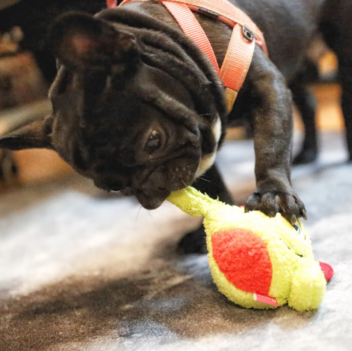 Squeaky monster ball dog toy, plush interactive pet accessory, ideal for playful canines