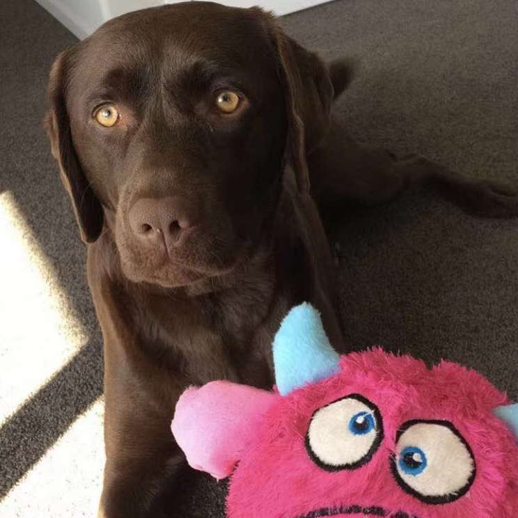 Interactive plush monster ball for dogs, soft multi-textured squeaky pet toy for active canines
