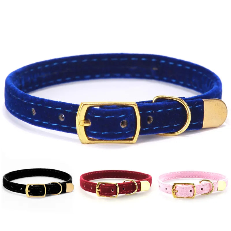 Adorable cat wearing a soft pink velour collar with a golden buckle, showcasing feline fashion.