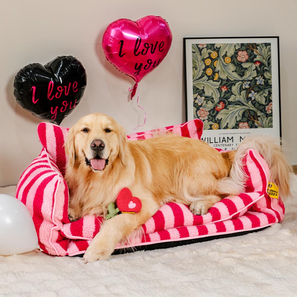 Dog happily playing with a Pet Rose Plush Squeaky Love Toy, an interactive pet accessory.