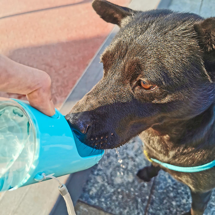 Outdoor dog water bottle, compact and leakproof, perfect for active pets