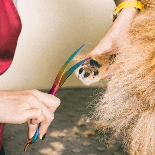Durable dog grooming scissors designed for efficient and gentle pet hair cutting.
