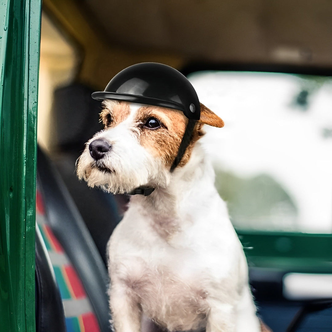 Protective riding helmet and goggles set for dogs. Ideal pet gear for outdoor adventures & safety.
