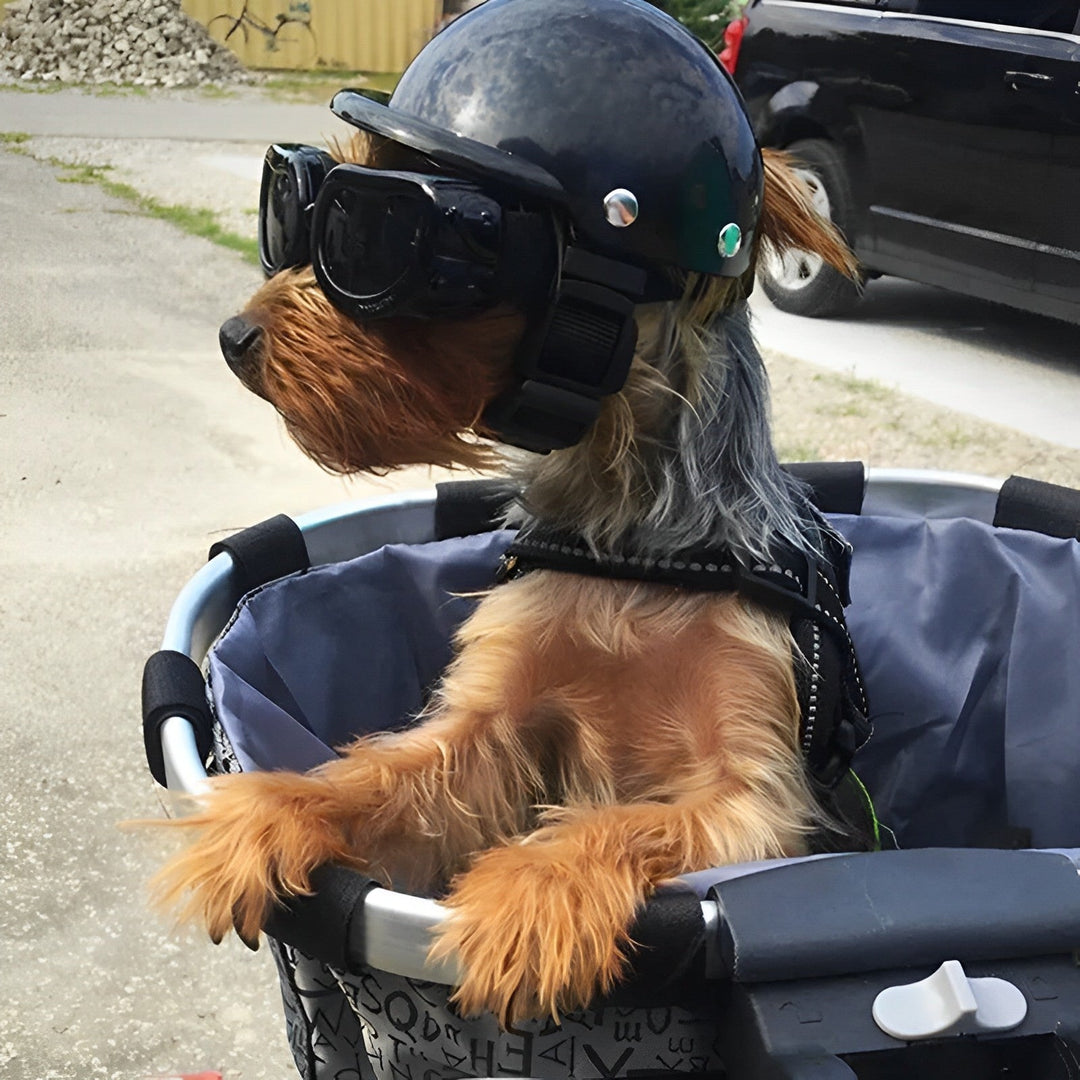Stylish protective helmet & goggles set for dogs. Ensures pet safety during rides, adventures & outdoor play.