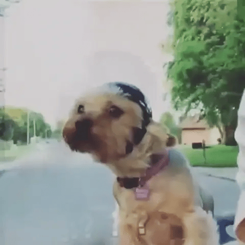 Comfortable protective dog helmet and goggles set for pets. Perfect for riding, biking, & outdoor safety.