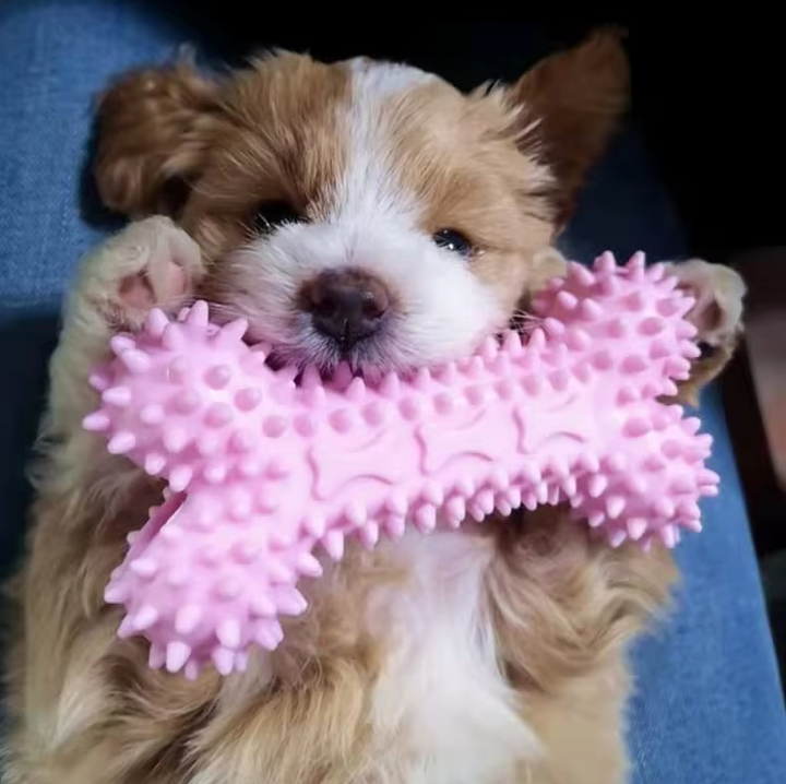 Puppy chew toy set for dental health with ropes and plush, perfect for young dogs.