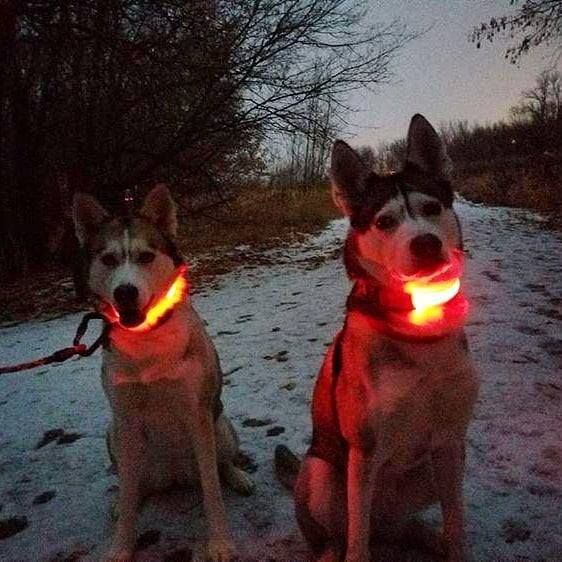 Rechargeable LED pet collar with integrated reflective stitching for extra night safety and visibility.