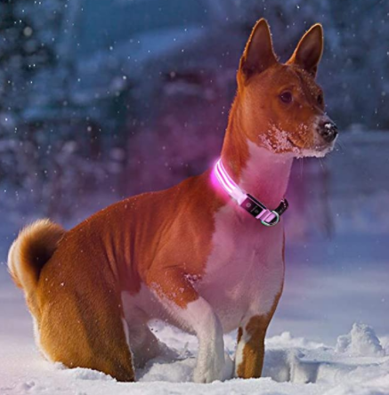 Close-up of a blue rechargeable LED dog collar, showing the light strip and buckle for night visibility.