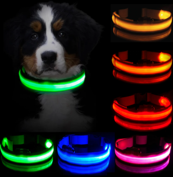 Dog wearing a green rechargeable LED collar, clearly visible in the dark for enhanced night safety.