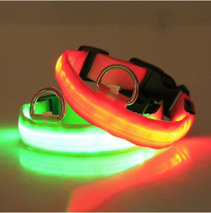 Pet owner attaching a new rechargeable LED dog collar, preparing for an evening stroll.