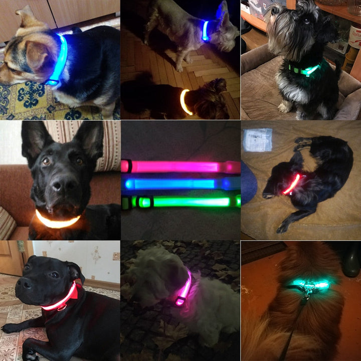 Group of dogs wearing various colored rechargeable LED collars during a evening training session.