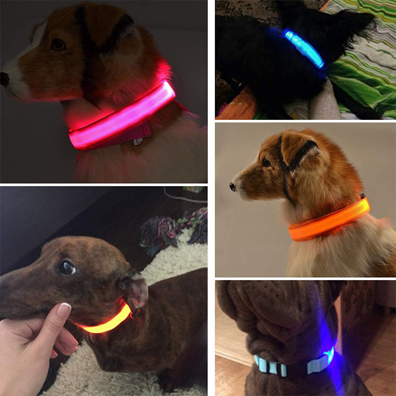 High-visibility LED dog safety collar, rechargeable and water-resistant for active dogs.