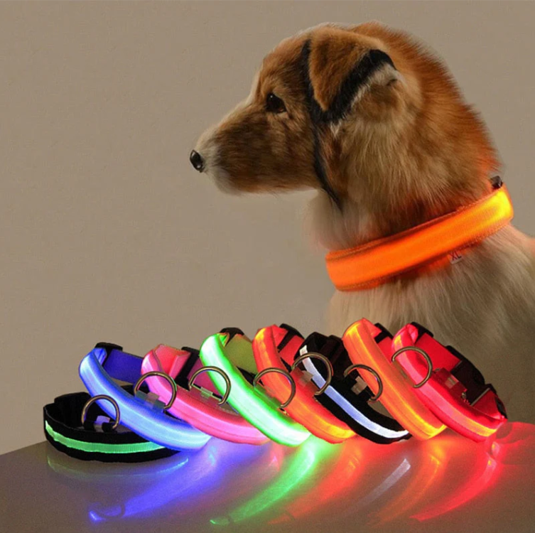 Bright LED dog collar, a visible pet safety accessory perfect for night walks and dog fashion.
