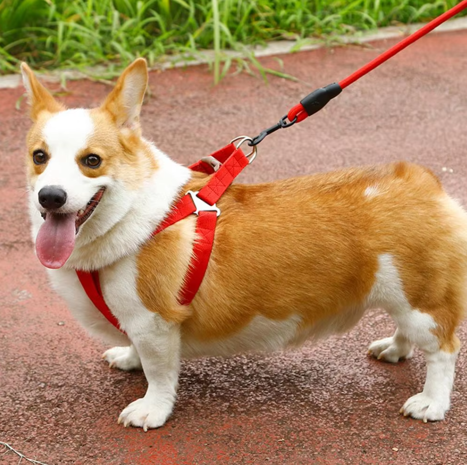 Red adjustable dog harness with matching leash for comfortable pet walking & safety