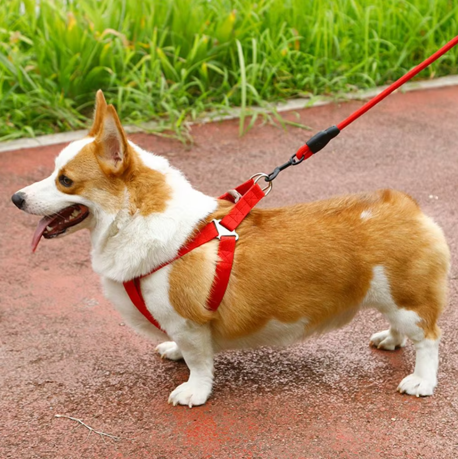 Blue unisex dog harness & lead set, adjustable for a perfect, secure fit for pets