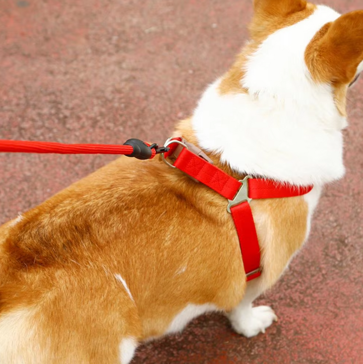 Green comfort dog harness and leash, ideal pet accessory for outdoor adventures