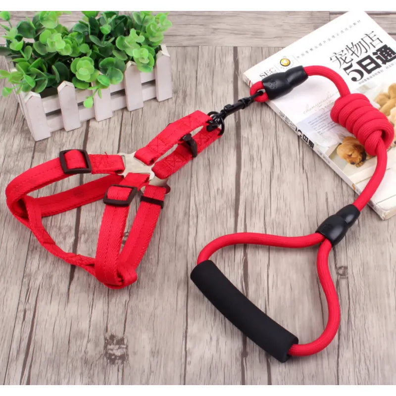 Close-up of an adjustable dog harness buckle, showing robust pet safety features