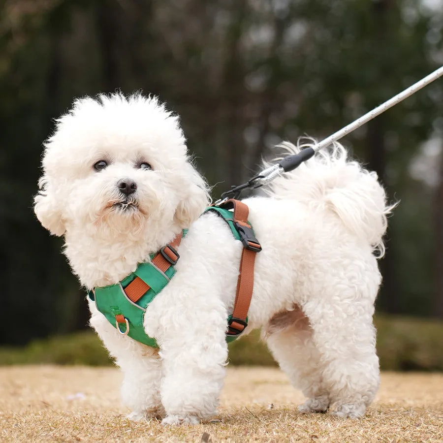 Close-up of a waterproof dog harness with reflective stitching, showcasing adjustable straps for a comfortable fit.