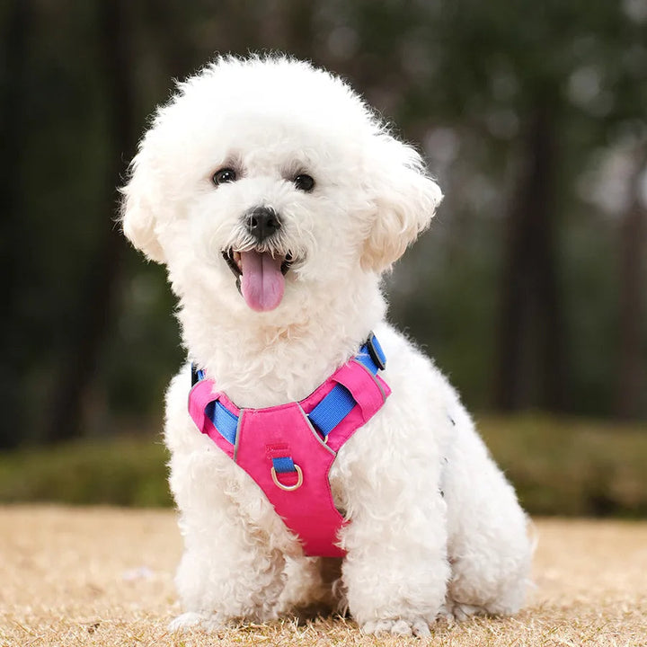 Black unisex dog harness modeled on a medium-sized dog, highlighting its reflective features for outdoor safety.