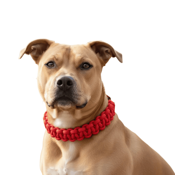 Blue adjustable nylon dog collar, perfect for pet training and daily walks, strong and comfortable.