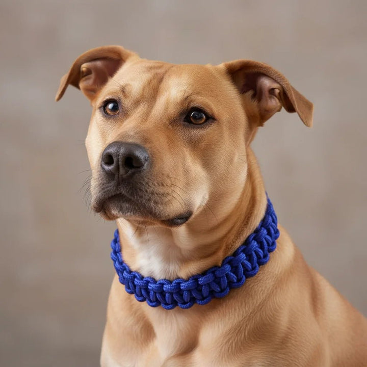Black adjustable nylon training collar for dogs, sturdy and reliable for walks and obedience.