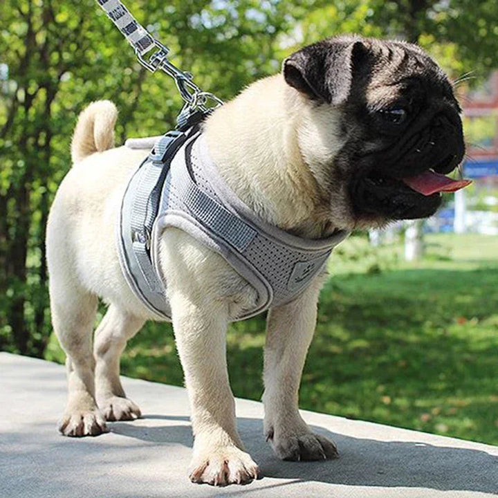 Close-up of a blue breathable mesh dog harness showing soft padding and secure buckles