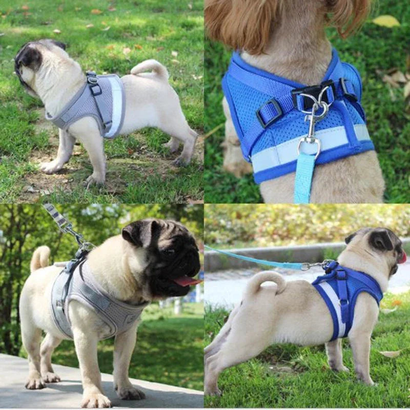 Dog wearing a black adjustable breathable mesh harness and leash combo, ready for a walk