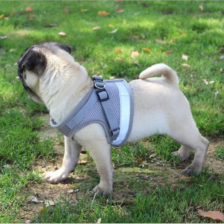 Green breathable mesh dog harness with a durable leash, emphasizing comfort for pets