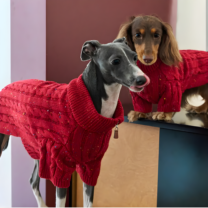 Small dog wearing a cozy red cable knit sweater with a stylish zipper collar, side profile.