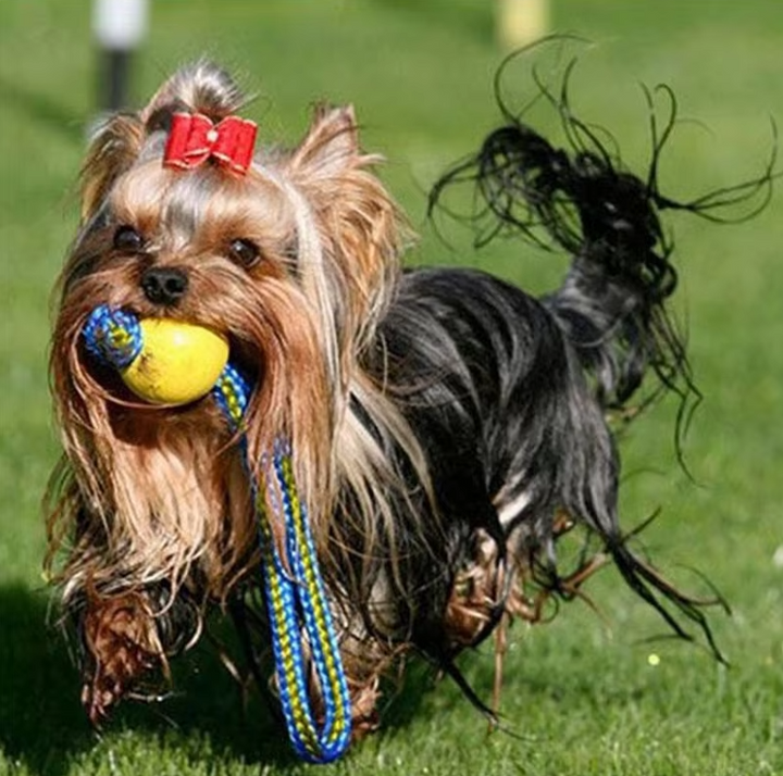 Red durable rubber dog fetch and tug toy ball with rope for interactive pet play
