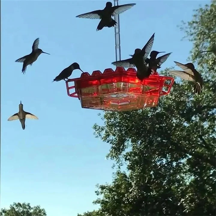 Nectar feeder for hummingbirds with a convenient perch and an ant moat for pest prevention