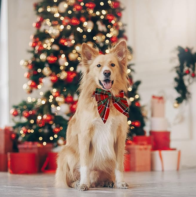 Dog collar with red and green checker pattern and a matching festive bow tie, pet accessory.