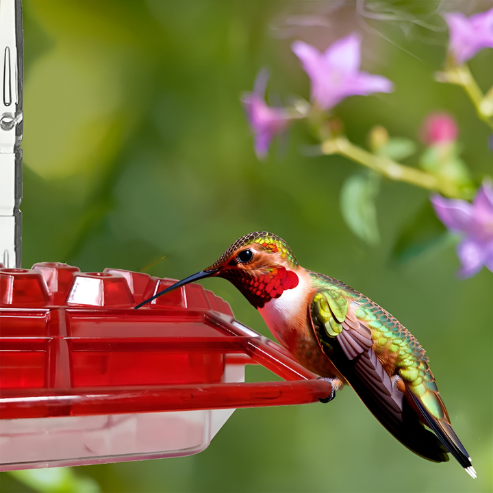Red hummingbird feeder with ant moat & bee deterrent for pest-free backyard bird feeding.
