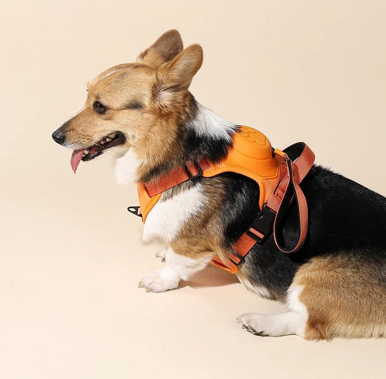 Black breathable dog harness with attached leash, durable and secure for medium dogs