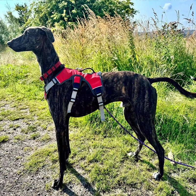 Medium dog wearing a green reflective waterproof harness, walking outdoors safely.