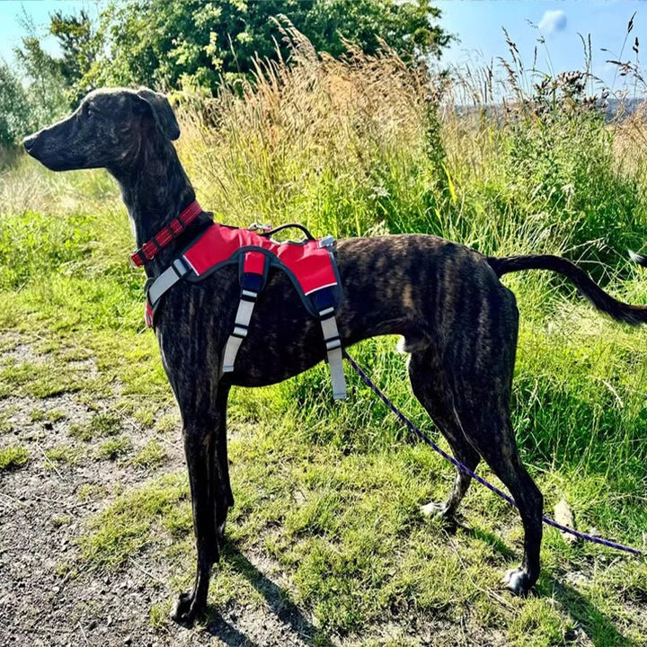 Medium dog wearing a green reflective waterproof harness, walking outdoors safely.