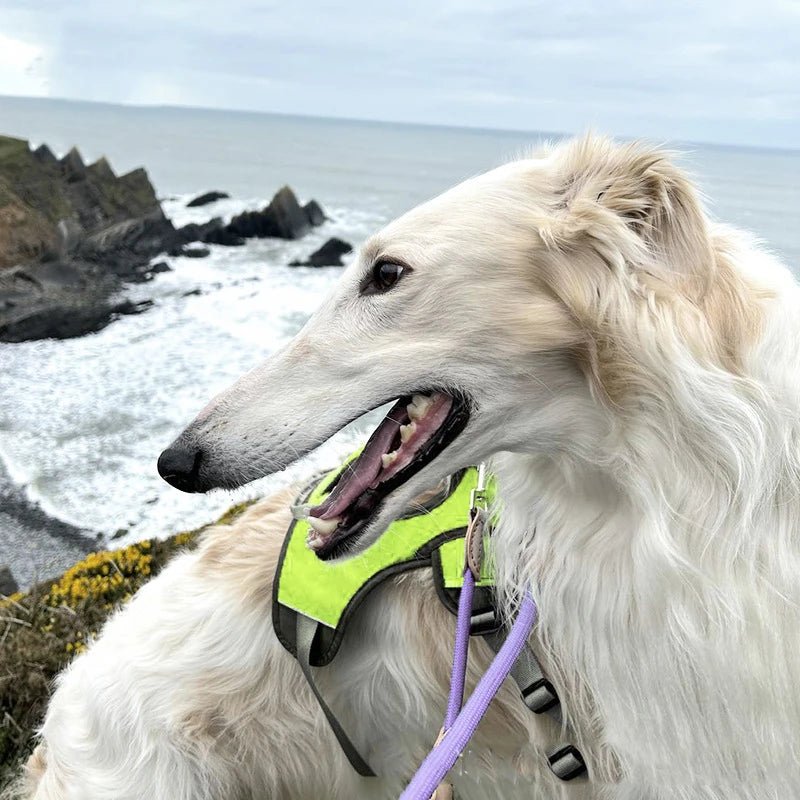 Front view of reflective waterproof dog harness, showing sturdy D-ring for leash attachment.