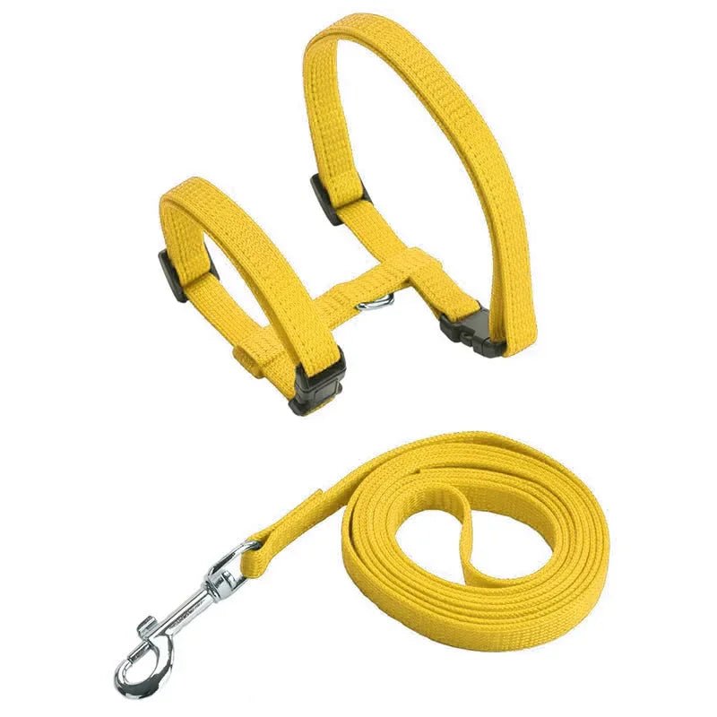 Pet wearing blue H-shape anti-escape harness and leash, comfortable and secure.