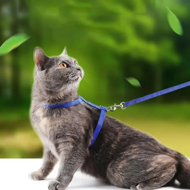 Blue adjustable nylon H-shape cat harness with leash, anti-choke design for feline safety.
