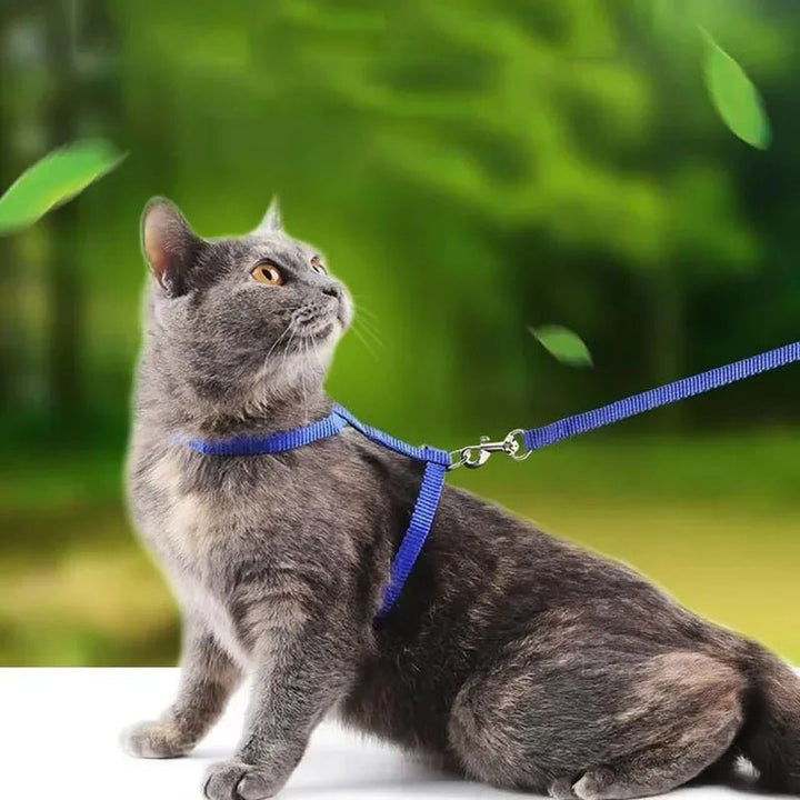 Blue adjustable nylon H-shape cat harness with leash, anti-choke design for feline safety.