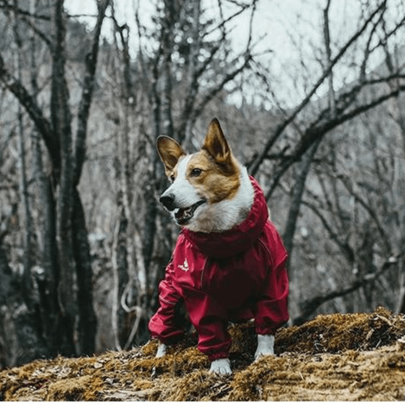 Black waterproof dog coat with reflective trim for dog protection & visibility during outdoor wear.