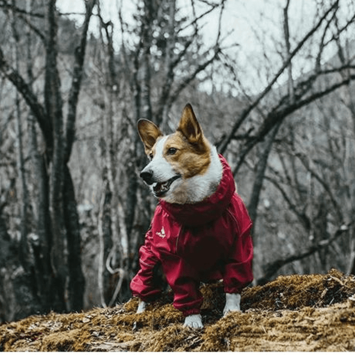 Black waterproof dog coat with reflective trim for dog protection & visibility during outdoor wear.
