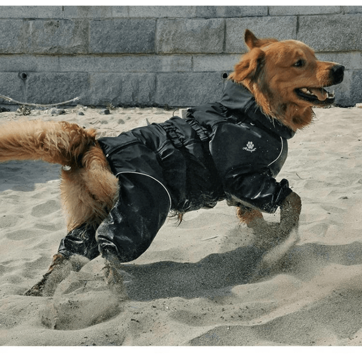 Pet in a red dog protective coat, standing in a park, outdoor adventure dog gear.