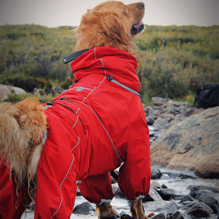 Detail of the hood and collar area of an adjustable dog raincoat, ensuring full protection.