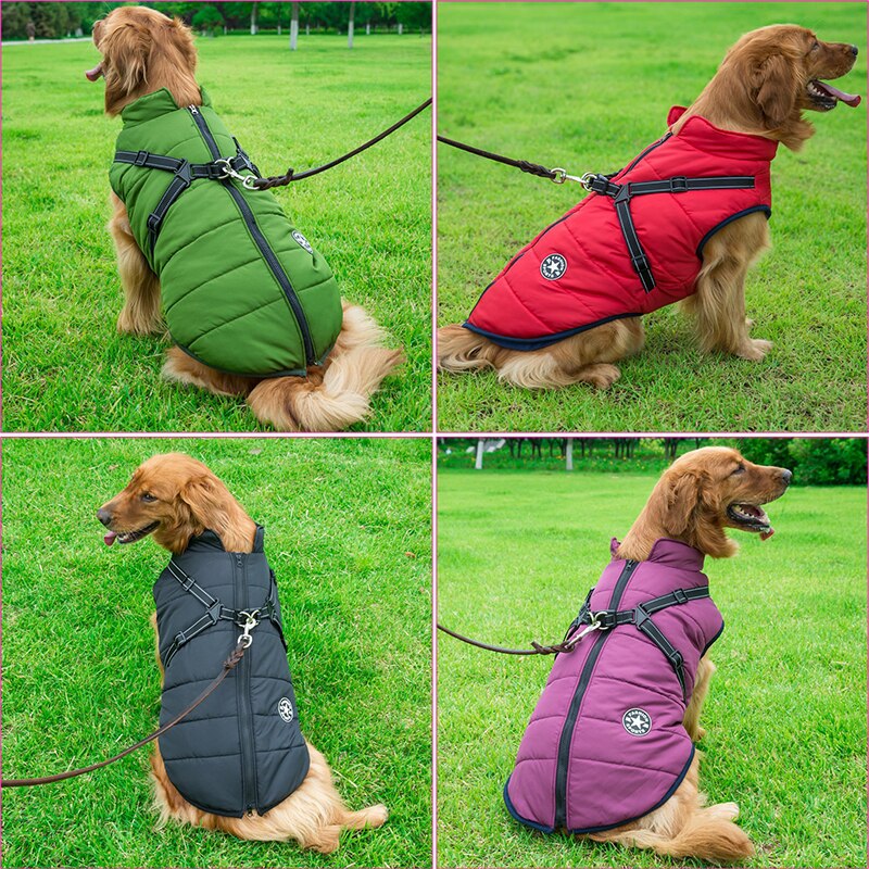 Close-up of a dog wearing a blue waterproof winter coat, showcasing comfortable pet clothing.