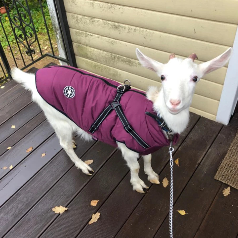 Adjustable green padded dog harness jacket, offering warmth and comfort for pets