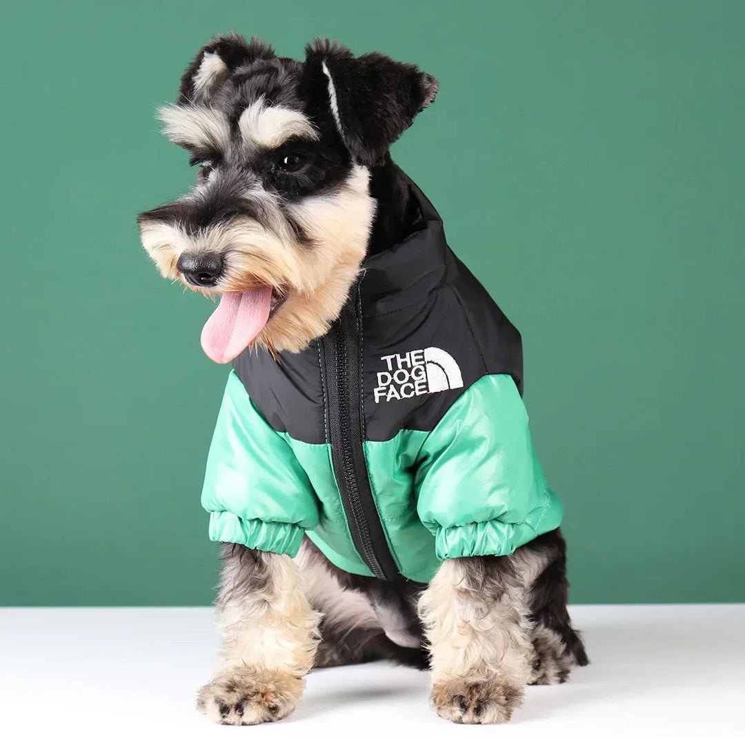 Black winter waterproof dog jacket with adjustable straps, windproof, on a small black pug.