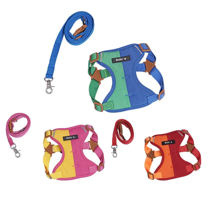 Small dog wearing a colorful reflective adjustable harness and leash set, ideal for night walks.