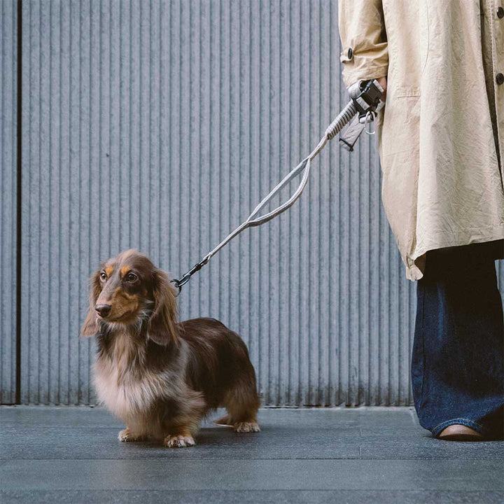 Compact, rolled-up reflective adjustable elastic dog leash, easy to store and transport for pet travel.